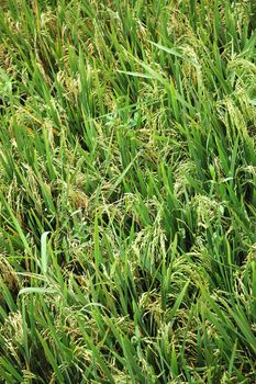 Field of rice paddies in tropical paradise
