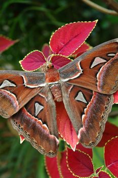 brown butterfly with beautiful wings pattern
