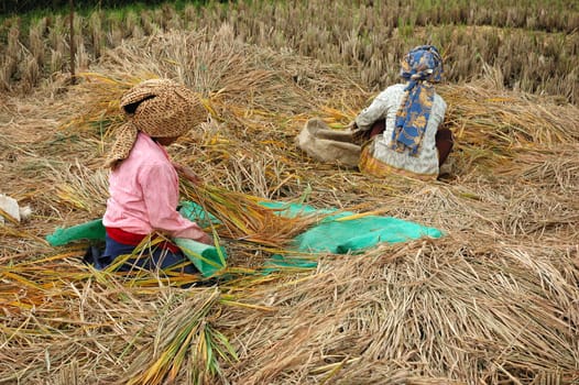farmer harvesting paddies in their ricefield
