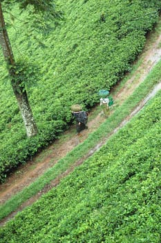 tea plantation in rancabolang mountain, west java-indonesia