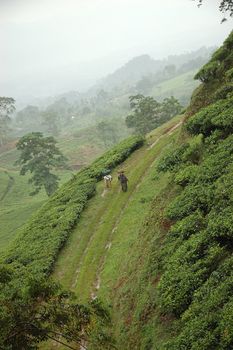 tea plantation in rancabolang mountain, west java-indonesia