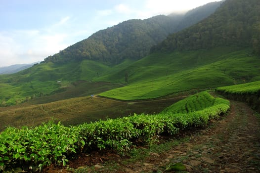 tea plantation in rancabolang mountain, west java-indonesia