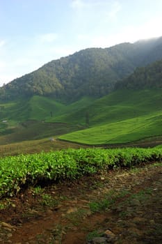 tea plantation in rancabolang mountain, west java-indonesia