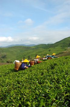 people picking up tea in rancabolang mountain, west java-indonesia