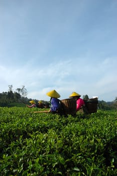 people picking up tea in rancabolang mountain, west java-indonesia