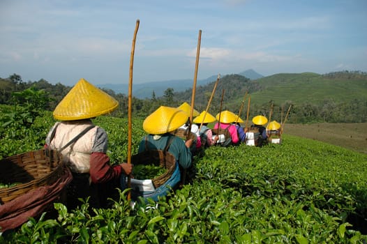 people picking up tea in rancabolang mountain, west java-indonesia