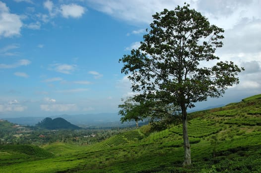 tea plantation in rancabolang mountain, west java-indonesia