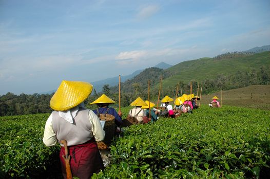 people picking up tea in rancabolang mountain, west java-indonesia