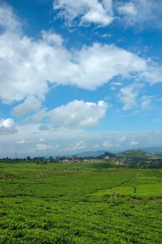 tea plantation in rancabolang mountain, west java-indonesia