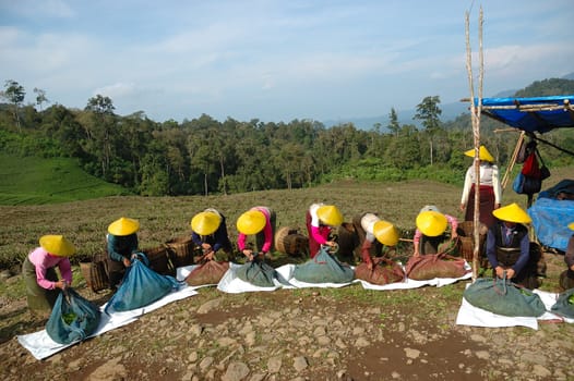 people picking up tea in rancabolang mountain, west java-indonesia