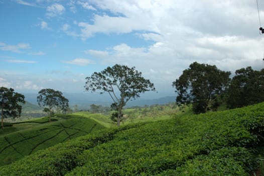 tea plantation in rancabolang mountain, west java-indonesia