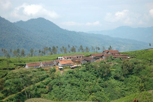 tea plantation in rancabolang mountain, west java-indonesia