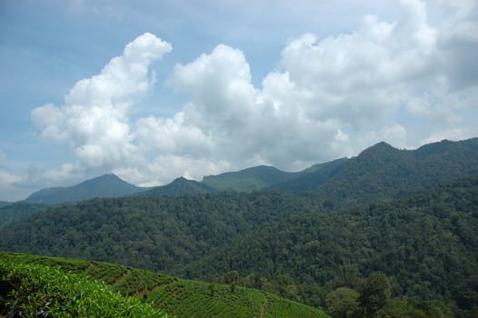 tea plantation in rancabolang mountain, west java-indonesia