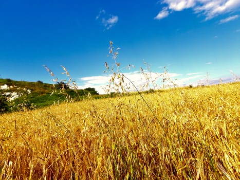 Pretty, yellow field with blue sky in the background. Photo took in summer. 