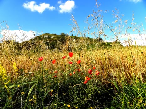 Beautiful grassland with small flowers and red poppies. Photo took in summer. 