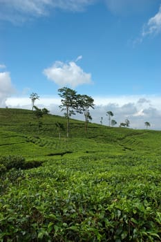 tea plantation in rancabolang mountain, west java-indonesia