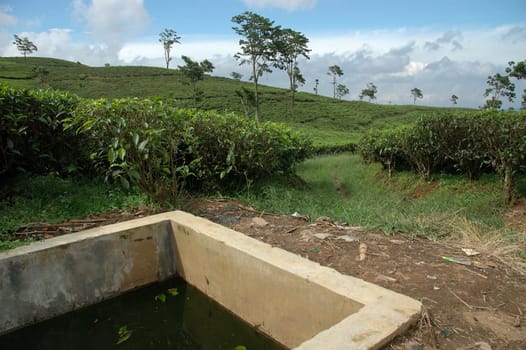 tea plantation in rancabolang mountain, west java-indonesia