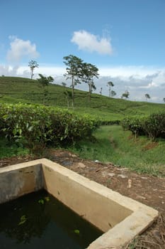 tea plantation in rancabolang mountain, west java-indonesia