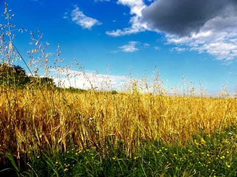 Multicoloured grassland with small, yellow flowers. Sunny sky with clouds in the background.