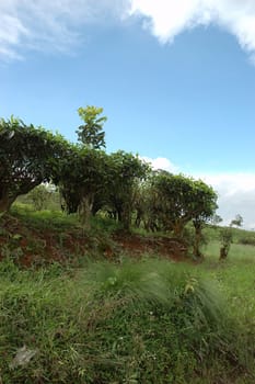 tea plantation in rancabolang mountain, west java-indonesia