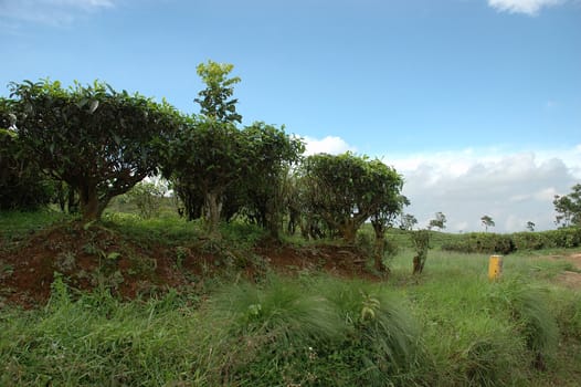 tea plantation in rancabolang mountain, west java-indonesia