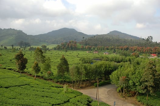 tea plantation in rancabolang mountain, west java-indonesia