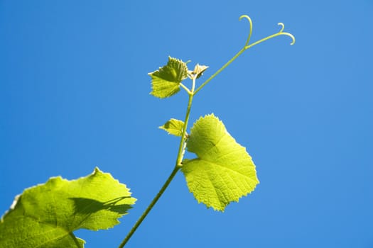 grapevine on background blue a sky