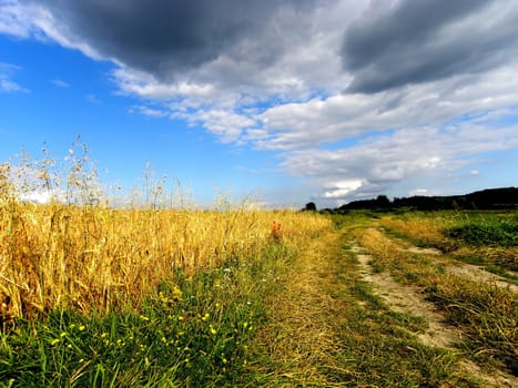 Grassland with flowers and corn and footpath, with cloudy sky in the backgrpund.