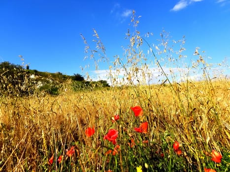 Beautiful grassland with poppies in the center and blue sky in the background. 
