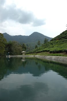 tea plantation in rancabolang mountain, west java-indonesia