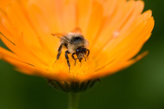close up of a bee on a flower, macro, shallow DOF