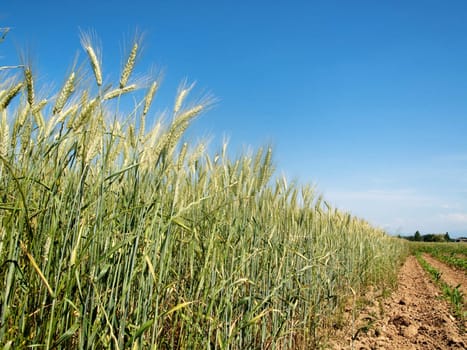Green wheat field in the contryside under blue sky
