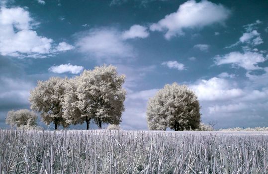 Infrared contryside landscape with freshly cut wheat on the foreground