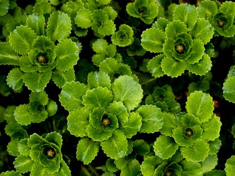 Macro of a beautiful green leaves background