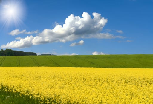 rural meadow blooms springtime  