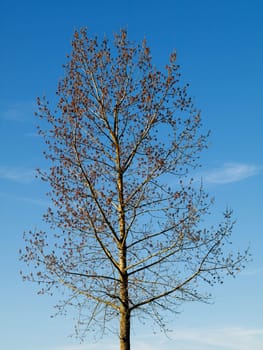 Beautiful  blooming tree under blue sky