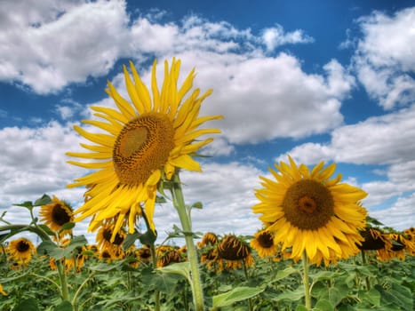 beautiful sunflower field under blue sky and clouds hdr processed