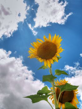 beautiful sunflower field under blue sky and clouds hdr processed