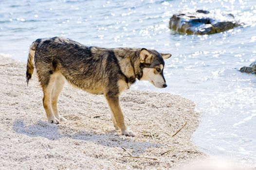 Dog at the Adriatic sea taken in Croatia