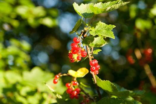 red currant has ripened  summer