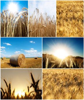 Collage  of wheat pictures  at summer in the countryside