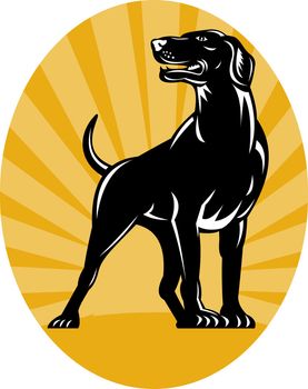 illustration of a Pointer dog with sunburst in background done in retro style set inside an oval.