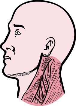 illustration of a human head facing left showing  neck muscles Sternocleidomastoid, Upper trapezius and Scalenes isolated on white background
human 