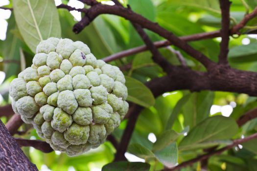 Custard apple growing on tree in nature