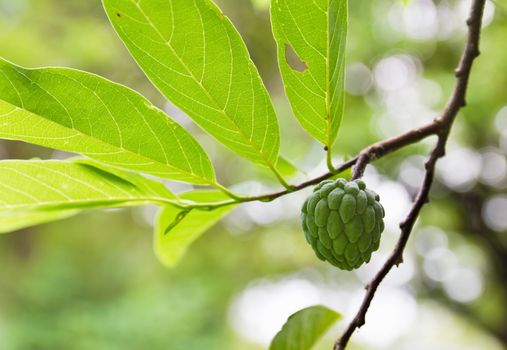 Custard apple growing on tree in nature