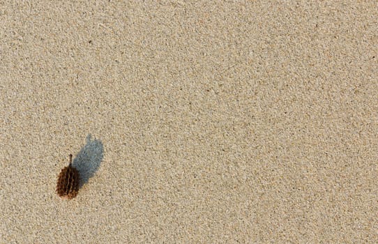 Pine nut on sand background