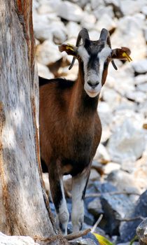 Goat in the mountains of Crete, Greece