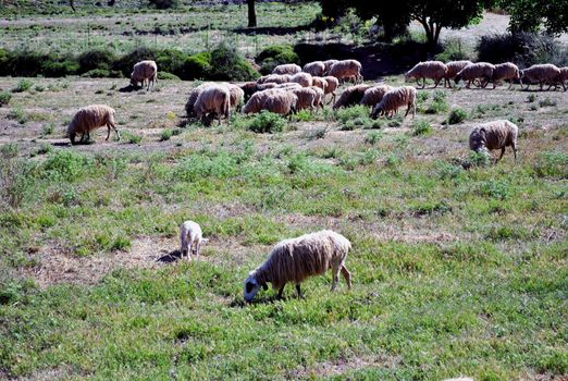 Sheeps, Lassithi plateau, Crete, Greece