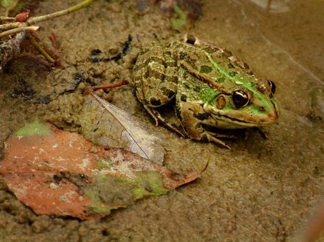 Common frog ready to jump into the water