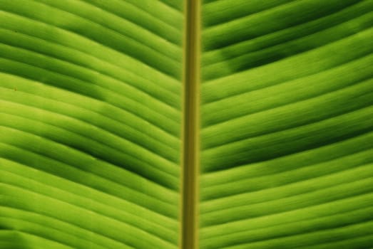 Green Tropical Leaf Close-up Texture (Background)